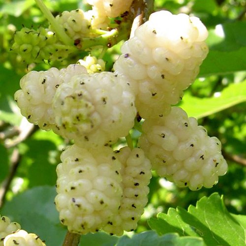 Mulberry — California Tropical Fruit Tree Nursery