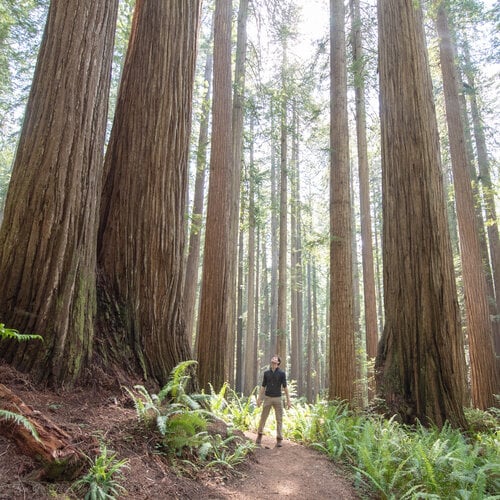 Junipers and Redwoods: Learning From Trees (Part 2: Roots) — This Walking  Life
