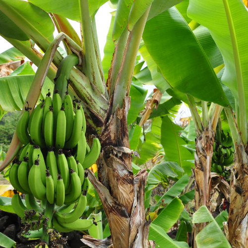 Banana tree — Planet-A-mor