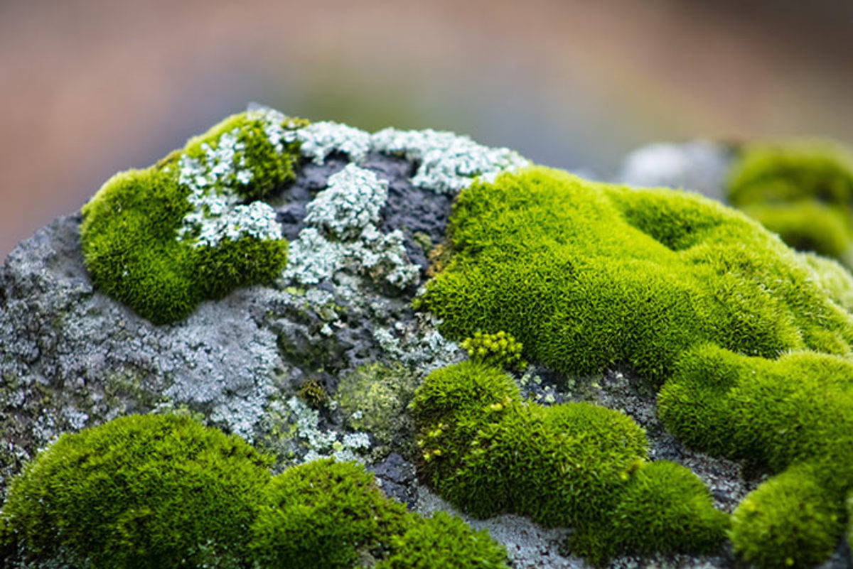 Moss growing on a garden rock.