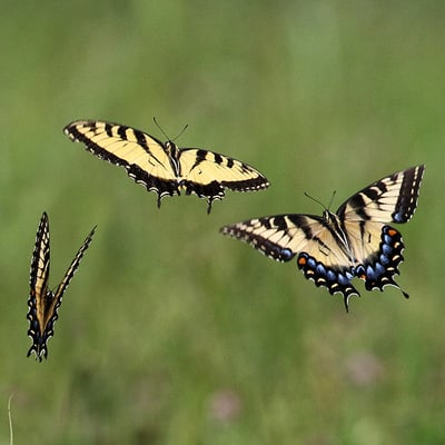 Field of butterflies | Illinois