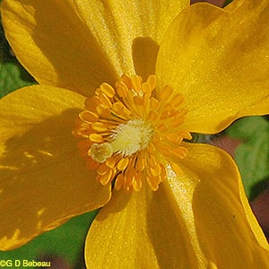 Wood Poppy, Stylophorum diphyllum (Michx.) Nutt.