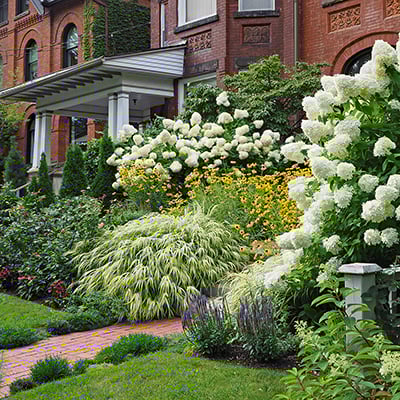 Best Shrubs for Your Garden - The Home Depot