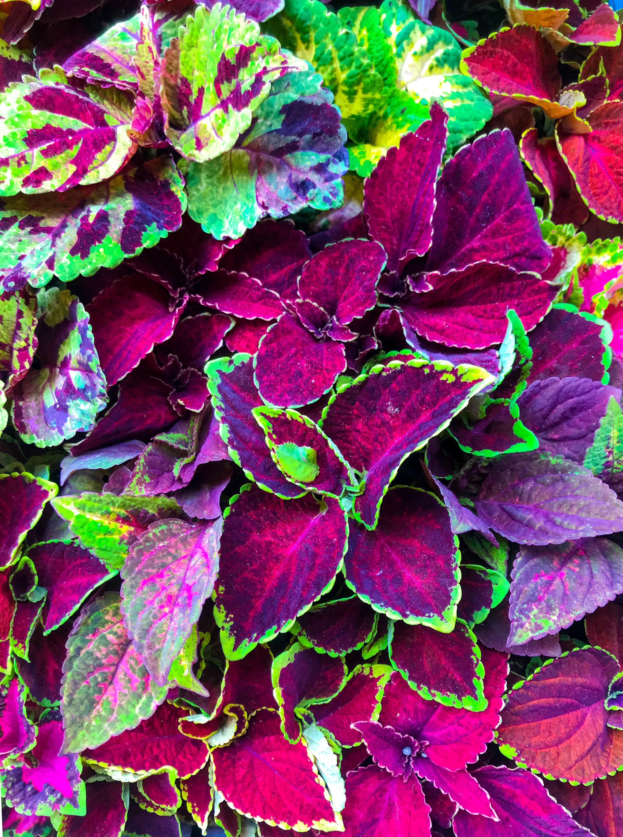 These 25 Shade-Loving Plants Will Bring New Life to Your Garden