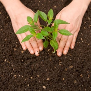 Help the Canopy Project Plant Trees for Earth Day