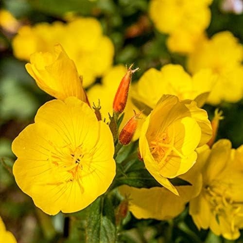 Outsidepride Primrose Seeds - Evening - 5000 Seeds