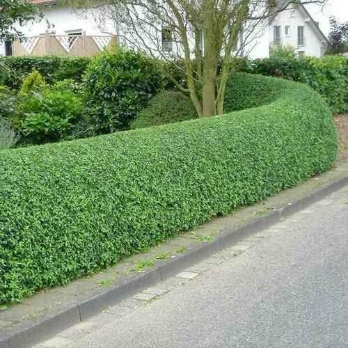 Amazon.com : Generic 5 Privet Shrubs/Bushes - 12-24"" Tall Seedlings - Live  Plants - Privacy Hedges - Ligustrum, Green : Patio, Lawn & Garden