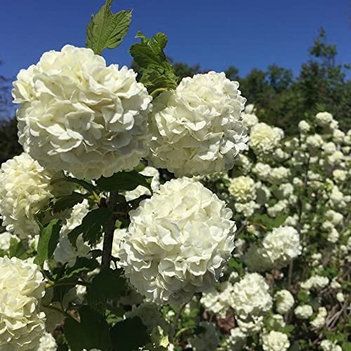 Amazon.com : Old Fashion Snowball Viburnum Plant in Pot, White Flower Plant  for Garden (6-10 '' Tall) No Ship CA : Patio, Lawn & Garden