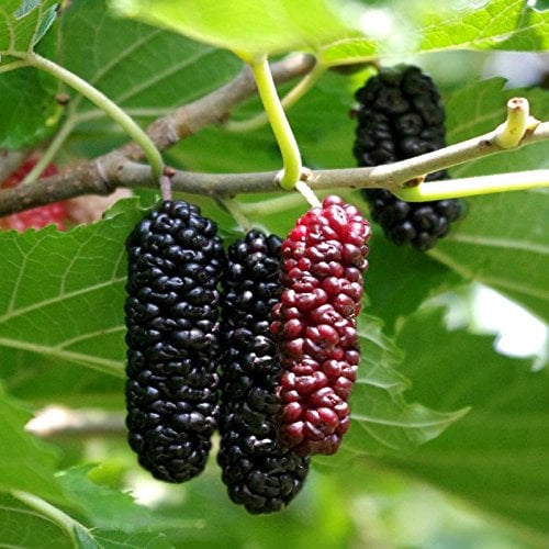 Amazon.com : 1 Starter Plant of Illinois Everbearing Mulberry Tree : Patio,  Lawn & Garden
