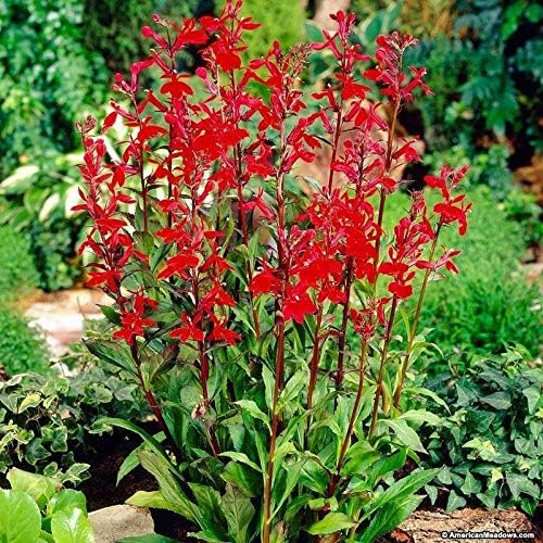 Amazon.com : Red Cardinal Flower 5 Roots, Lobelia Cardinalis : Patio, Lawn  & Garden