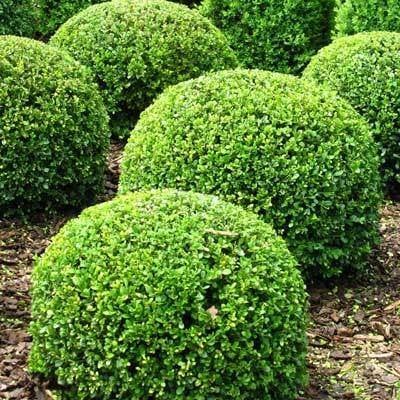 Amazon.com : Brighter Blooms - American Boxwood - Large, Developed Shrubs  in Containers- Large Evergreen Shrubs Ready for Your Landscape - 2 Gallon :  Patio, Lawn & Garden