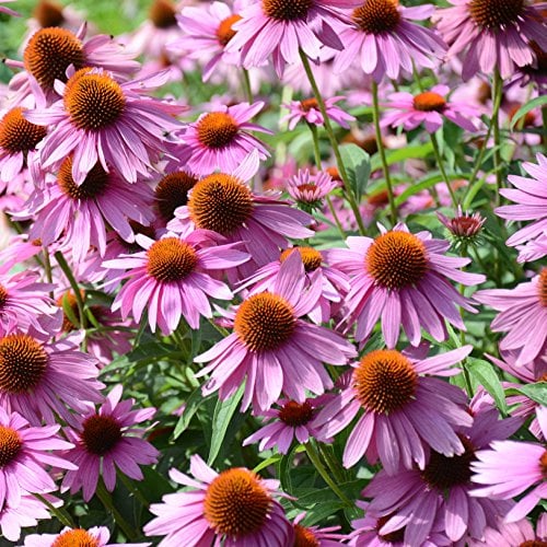 Amazon.com : Outsidepride Perennial Echinacea Purple Coneflower Wild  Flowers Great for Cutting - 1000 Seeds : Flowering Plants : Patio, Lawn &  Garden
