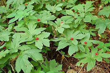 Image result for goldenseal
