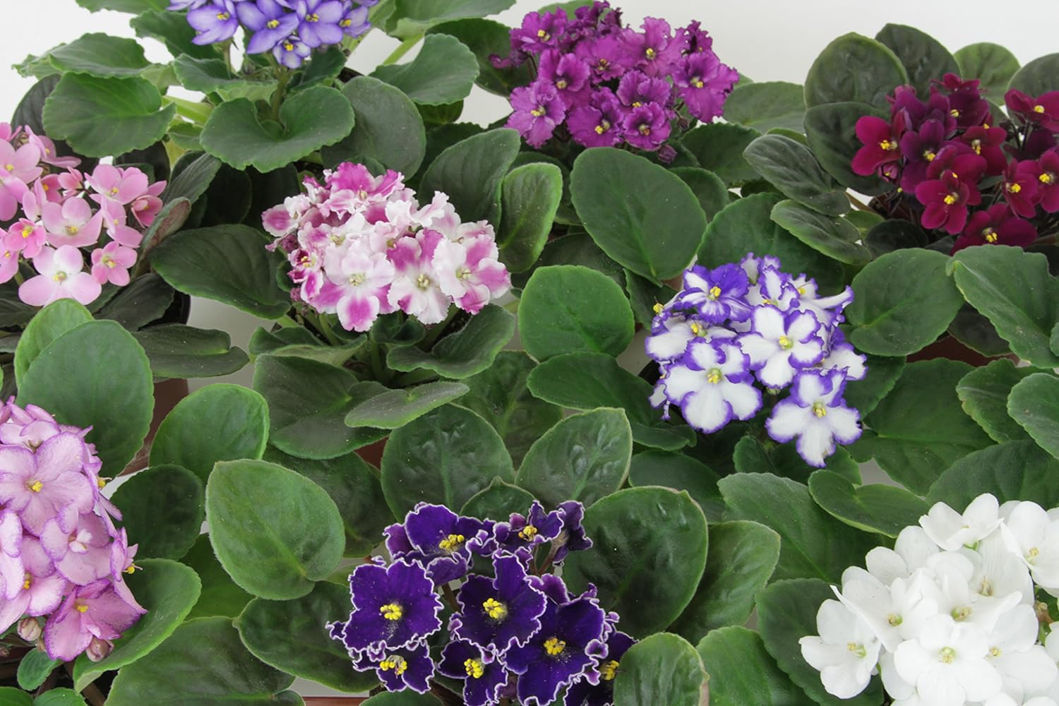 Image result for violets