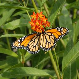 Monarch Butterfly New Zealand Trust