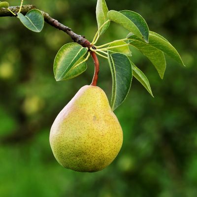 All About Dwarf Fruit Trees - Stark Bro's