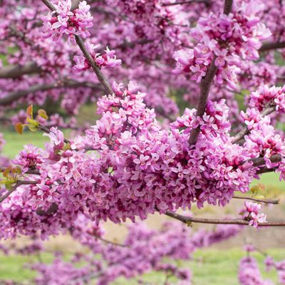 Garden Gems® Emerald Redbud Tree - Stark Bro's