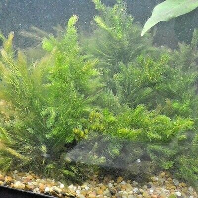 BUY 2 Get 1 FREE* Hornwort Coontail Ceratophyllum Demersum Live Pond Plants  ✓ | eBay