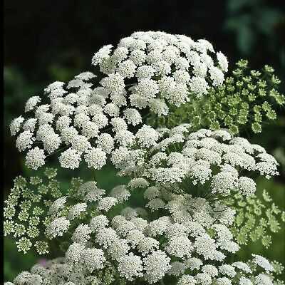Bishop's Weed - Queen Anne's lace - 200+ seeds - BEAUTIFUL HERB! Z 023 |  eBay