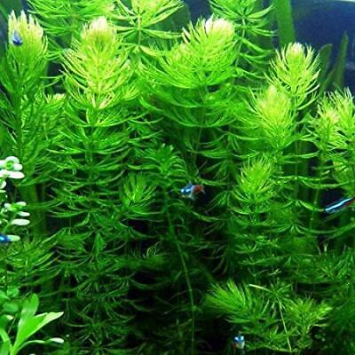 BUY 2 Get 1 FREE* Hornwort Coontail Live Fish Tank Plants Aquarium Plant ✓  | eBay
