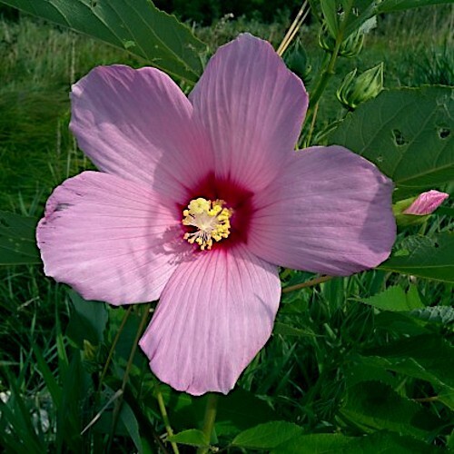 20 Pink Swamp Mallow Rose Seeds "LARGE FLOWER" Hardy Hibiscus Fast Garden  Plant | eBay