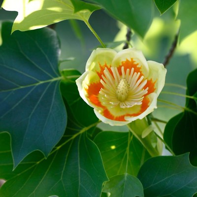 1-2 year old Liriodendron tulipifera, Tulip Poplar tree plant | eBay