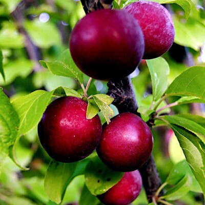 AMERICAN PLUM TREE SEEDS (Prunus americana) Fast Fruit Flower Plant  Hardy-Zone 3 | eBay