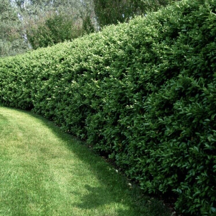 Privet Bush/Hedges - 18” 3-Pack Tall Bareroot Plants - Ligustrum x ibolium  | eBay