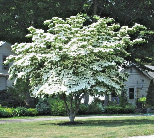 CORNUS KOUSA, chinese dogwood tree white flowers red fruit plant seed 50  SEEDS | eBay