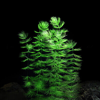 Hornwort Coontail Aquatic Plant BUY2GET1 FREE Bunch Aquarium Plants Fish  Tank | eBay