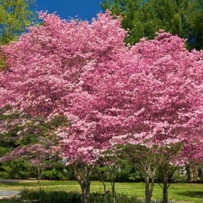Pink Flowering Dogwood tree 10-12" tall, well rooted | eBay