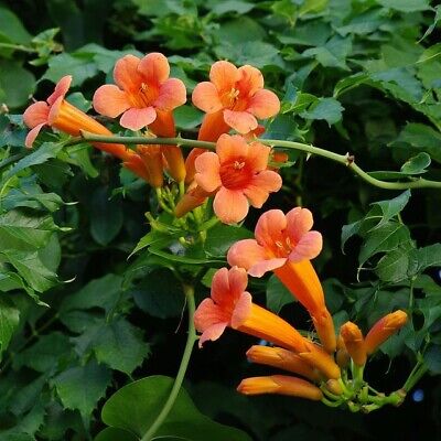 25 Orange Trumpet Flower Seeds | eBay