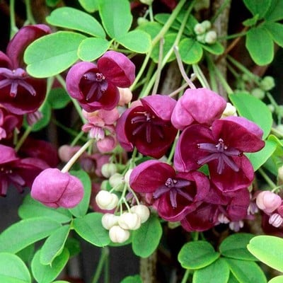 AKEBIA TRIFOLIATA (25 SEEDS) CHOCOLATE VINE - THREELEAF - PERENNIAL | eBay
