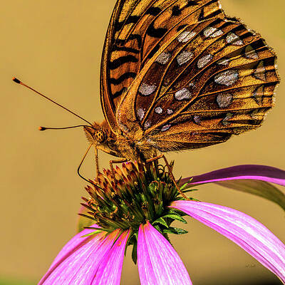 Great Spangled Fritillary Wall Art for Sale - Fine Art America