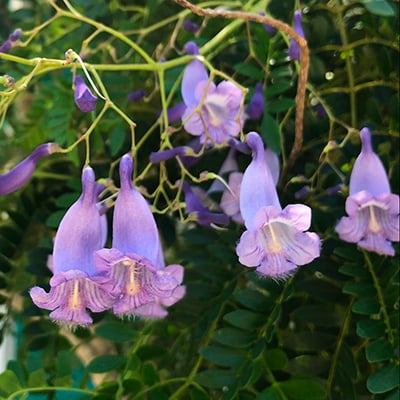 Jacaranda - University of Florida, Institute of Food and Agricultural Sciences