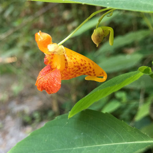 Washington State Noxious Weed Control Board