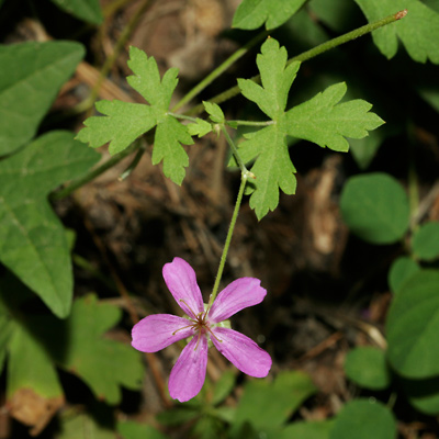 Geranium caespitosum - Pineywoods Geranium, Purple Cluster Geranium, Purple  Geranium, Purple Wild Geranium, Wild Geranium, Tufted Geranium -  Southeastern Arizona Wildflowers and Plants