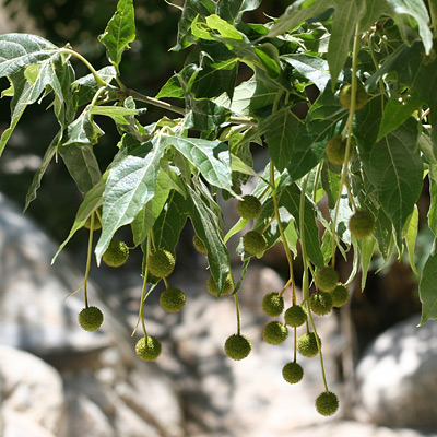 Platanus wrightii – Arizona Sycamore – Southeastern Arizona Wildflowers and  Plants