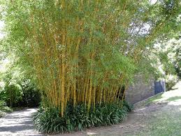 Image result for âBamboo Plants