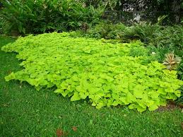 Image result for vines for soil erosion