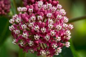 Image result for milkweed garden ideas