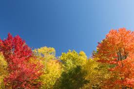 Image result for tupelo tree