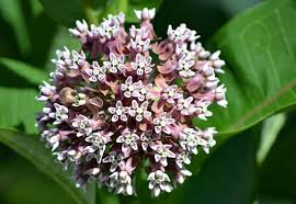 Image result for milkweed garden ideas
