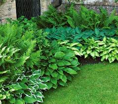 Image result for fern garden ideas