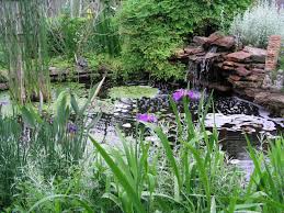 Image result for pond grass ideas