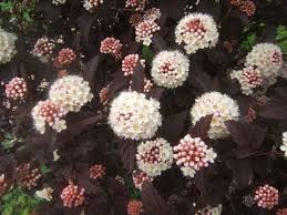 Image result for ninebark shrub