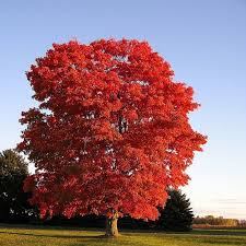 Image result for sugar maple tree
