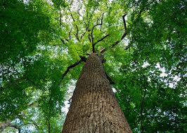 Image result for tulip poplar tree