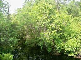 Image result for tupelo tree