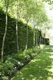 Image result for privacy hedge ideas